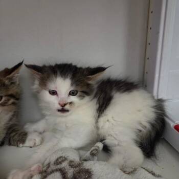 Pop -  Domestic Medium Hair Cat for Adoption in North Battleford, Saskatchewan - Pop | PetCurious