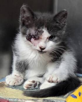 Feddy -  Domestic Short Hair Cat for Adoption in Fairhope, Alabama - Feddy | PetCurious