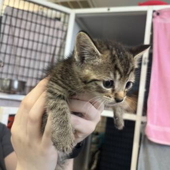 Timon -  Domestic Short Hair Cat for Adoption in Ruckersville, Virginia - Timon | PetCurious