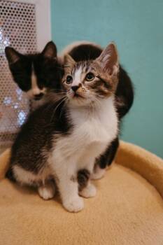 Domestic Short Hair Cats Available for Adoption in Jackson, Wyoming - Luna | PetCurious