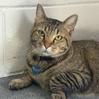 Buddy -  Domestic Short Hair Cat for Adoption in Montgomery, Alabama - Buddy | PetCurious