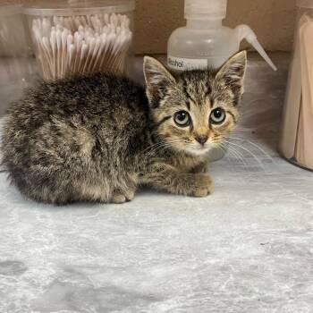 Geisha -  Domestic Short Hair Cat for Adoption in Lewisburg, West Virginia - Geisha | PetCurious