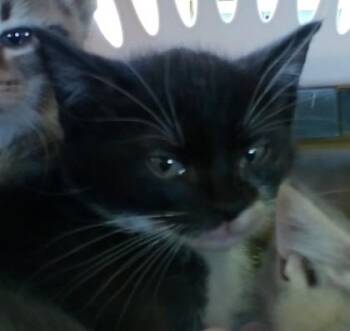 Dali -  Domestic Short Hair Cat for Adoption in West Memphis, Arkansas - Dali | PetCurious