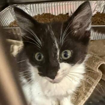 Edmund -  Domestic Short Hair Cat for Adoption in Cumming, Georgia - Edmund | PetCurious