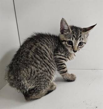 Domestic Short Hair Cats Available for Adoption in Winter Haven, Florida - A1268249 | PetCurious