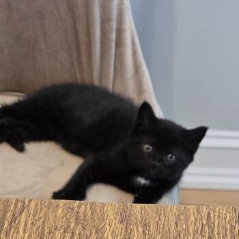 Domestic Short Hair Cats Available for Adoption in Woodbridge Township, New Jersey - Sabrina  | PetCurious
