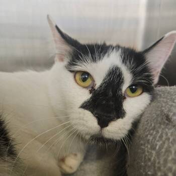 Rescue Domestic Short Hair Cats for Adoption in Grantsville, Utah - Jubilee | PetCurious