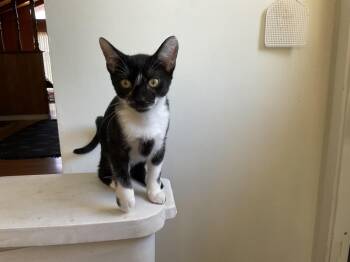 Pabu -  Domestic Short Hair Cat for Adoption in San Diego, California - Pabu | PetCurious