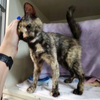 Hink -  Domestic Short Hair Cat for Adoption in Walker, Michigan - Hink | PetCurious