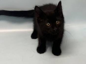Jupiter -  Domestic Short Hair Cat for Adoption in Woodbury, Minnesota - Jupiter | PetCurious