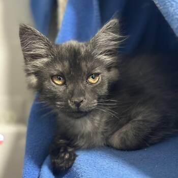 Flapjack -  Domestic Medium Hair Cat for Adoption in Pontiac, Michigan - Flapjack | PetCurious