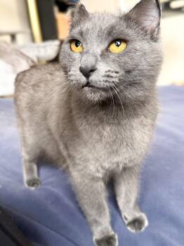 Domestic Short Hair Cats Available for Adoption in Calgary, Alberta - Aster (Eloise) | PetCurious