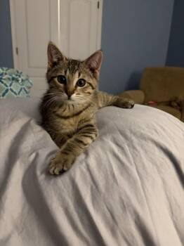 Gilbert -  Domestic Short Hair Cat for Adoption in Indianapolis, Indiana - Gilbert | PetCurious