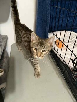 Rescue Domestic Short Hair Cats for Adoption - Mayhem | PetCurious