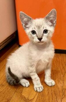 Kitten Paddington -  Domestic Short Hair and Siamese Cat for Adoption in Seal Beach, California - Kitten Paddington | PetCurious