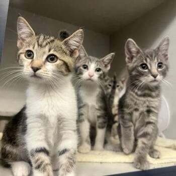 Balto -  Domestic Short Hair Cat for Adoption in Dayton, Ohio - Balto | PetCurious
