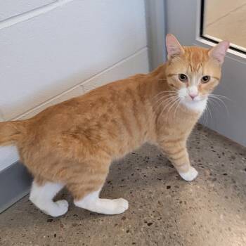 Bach -  Domestic Short Hair Cat for Adoption in Phoenix, Arizona - Bach | PetCurious