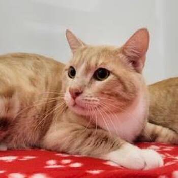 Simba--Adoptable with Bonded Companion, Simba -  Tabby Cat for Adoption in Green Valley, Arizona - Simba--Adoptable With Bonded Companion, Simba | PetCurious