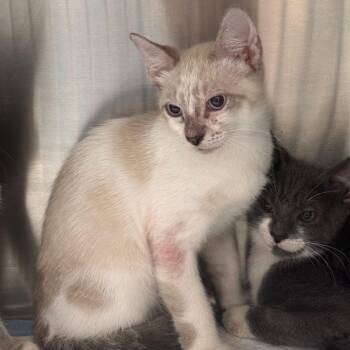 Widget -  Domestic Short Hair Cat for Adoption in Clearwater, Florida - Widget | PetCurious