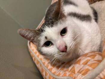 Domestic Short Hair Cats Available for Adoption in Grand Rapids, Michigan - Yammi | PetCurious