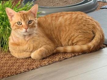 Domestic Short Hair Cats Available for Adoption in Burnaby, British Columbia - Cheswick | PetCurious