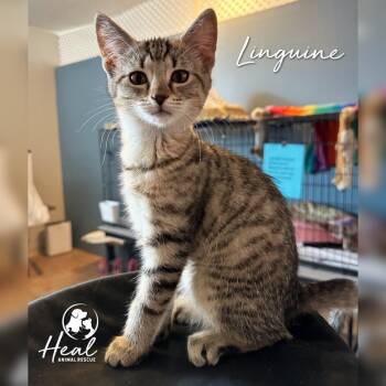 Linguine -  Domestic Short Hair Cat for Adoption in Youngwood, Pennsylvania - Linguine | PetCurious