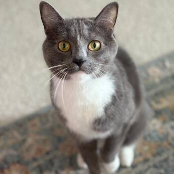 Domestic Short Hair Cats Available for Adoption in Richmond, Virginia - Sriracha | PetCurious