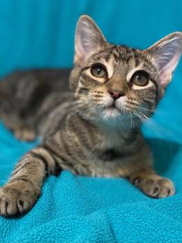 Rescue Domestic Short Hair Cats for Adoption in Woodstock, Illinois - Denali | PetCurious