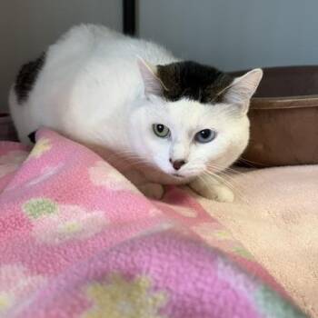 Domestic Short Hair Cats Available for Adoption in Mauston, Wisconsin - Sassy | PetCurious