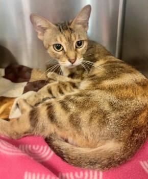 CINNABON -  Domestic Short Hair Cat for Adoption in Sarasota, Florida - CINNABON | PetCurious