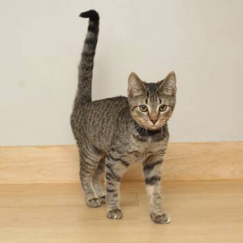 Rescue Domestic Short Hair Cats for Adoption in Minnetonka, Minnesota - Sheraton C67008 | PetCurious