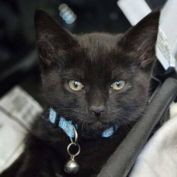 Sigford -  Domestic Short Hair Cat for Adoption in Veneta, Oregon - Sigford | PetCurious