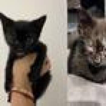 Aardvark -  Domestic Short Hair Cat for Adoption in West Palm Beach, Florida - Aardvark | PetCurious