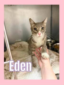 Eden -  Domestic Short Hair Cat for Adoption in Bossier City, Louisiana - Eden | PetCurious