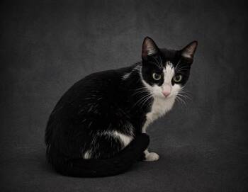 Domestic Short Hair Cats Available for Adoption in Winter Haven, Florida - SAPPHIRE | PetCurious