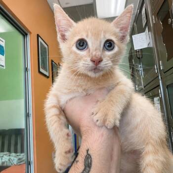 Nobu 21 -  Domestic Short Hair Cat for Adoption in Austin, Texas - Nobu 21 | PetCurious