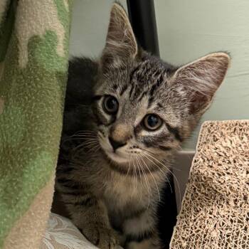 Ruby -  Domestic Short Hair Cat Available for Adoption in Middlebury, Vermont - Ruby | PetCurious