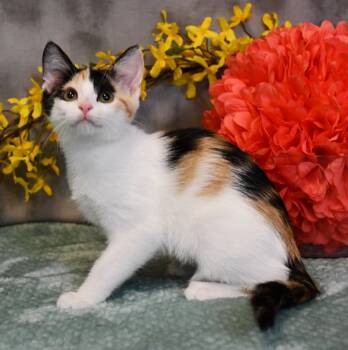 Rescue Domestic Short Hair Cats for Adoption in Roanoke, Texas - Poppy | PetCurious