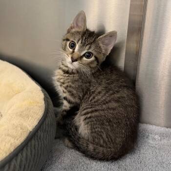Domestic Short Hair Cats Available for Adoption in Marshall, Virginia - Petrova | PetCurious