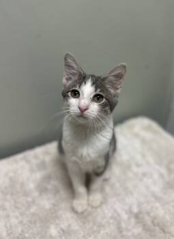 Rescue Domestic Short Hair Cats for Adoption in Evansville, Indiana - Lorien | PetCurious