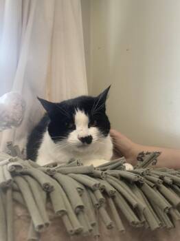 Migley -  Tuxedo Cat for Adoption in Kansas City, Missouri - Migley | PetCurious
