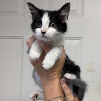Rogue -  Tuxedo and Domestic Short Hair Cat for Adoption in Columbia, South Carolina - Rogue | PetCurious