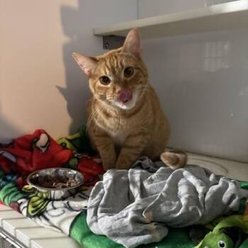 Banjo Dozen -  Domestic Short Hair Cat for Adoption in St. Louis, Missouri - Banjo Dozen | PetCurious