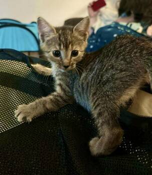 Jillybean -  Domestic Short Hair Cat for Adoption in Virginia Beach, Virginia - Jillybean | PetCurious