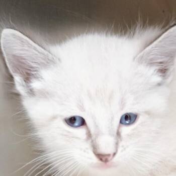 Percy -  Siamese Cat for Adoption in Palestine, Texas - Percy | PetCurious