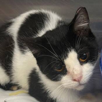 Elle -  Domestic Short Hair Cat for Adoption in East Hanover, New Jersey - Elle | PetCurious