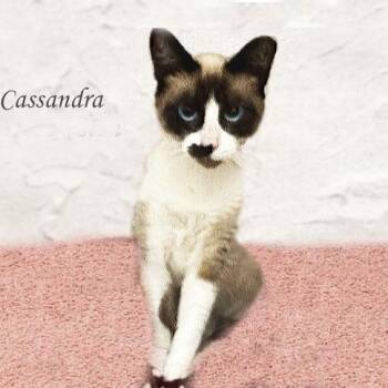 Cassandra 0624 AVO -  Siamese Cat for Adoption - Cassandra 0624 AVO | PetCurious