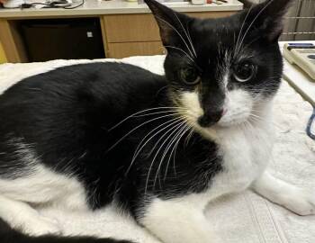 MAKO -  Domestic Short Hair Cat for Adoption in Raleigh, North Carolina - MAKO | PetCurious