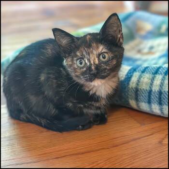 Rescue Domestic Short Hair and Tortoiseshell Cats for Adoption in Roswell, Georgia - Masquerade | PetCurious