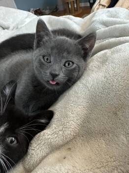 Domestic Short Hair Cats Available for Adoption in Naugatuck, Connecticut - Naugie | PetCurious